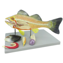 Compre um peixe animal de 12011, modelo anatômico da vara plástica de 5 partes